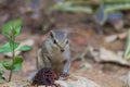 Close up of Small Squirrel Looking For Food On The Ground Royalty Free Stock Photo