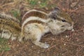 Close up of Small Squirrel Looking For Food On The Ground Royalty Free Stock Photo