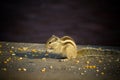 Close up of Small Squirrel Looking For Food On The Ground Royalty Free Stock Photo