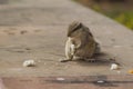 Close up of Small Squirrel Looking For Food On The Ground Royalty Free Stock Photo