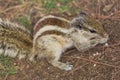 Close up of Small Squirrel Looking For Food On The Ground Royalty Free Stock Photo