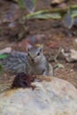 Close up of Small Squirrel Looking For Food On The Ground Royalty Free Stock Photo