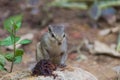 Close up of Small Squirrel Looking For Food On The Ground Royalty Free Stock Photo