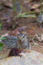 Close up of Small Squirrel Looking For Food On The Ground Royalty Free Stock Photo