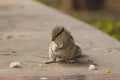 Close up of Small Squirrel Looking For Food On The Ground Royalty Free Stock Photo