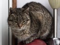 Close up of small striped furry cat with closed eyes sits sleeping