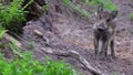 Close up of small, striped wild boar Sus scrofa piglets snort the air. European nature in summer.