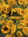 Close up of small sunflowers