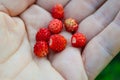 small tasty red wild strawberries on a female palm