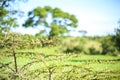 Close up of small thorny acacia tree