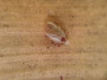 small tick on dry wooden