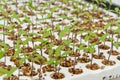 Close-up of small tomato plants in a greenhouse