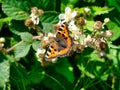 Close up of a small tortoiseshell aglais urticae butterfly, feeding on blackberry flowers on a sunny day in Lancashire, UK Royalty Free Stock Photo