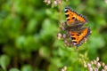 Close-up of a small tortoiseshell Aglais urticae sitting on pink flowers Royalty Free Stock Photo