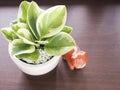 Close up a small tree plants in pots and ceramic pig on the brown wooden table Royalty Free Stock Photo