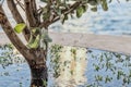 Close up of small tree surrounded by water with roots under water and herbs Royalty Free Stock Photo