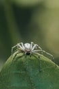 Close-up of a small Tuohinopsakki (Philodromus margaritatus) perched on a leaf