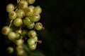 Close-up of small, unripe and green currants. The berries grow on the bush. The background is dark with room for text
