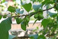 Close-up of small unripe plums attached to the branch