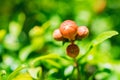 Close up small unripe pomegranate fruit on tree