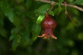 Close-up of a small unripe slightly red pomegranate over backgr