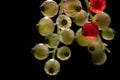 Close-up of small, unripe and underripe red and green currants, backlit by the sun. The berries grow on the bush. The background