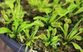 Close up of small Venus Flytrap plants