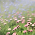 Close up of small violet flowers. Royalty Free Stock Photo