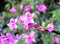 Close up of Small Violet Lavender Flowers with Pink and White Hues - Floral Wallpaper