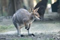 Close up small wallaby,