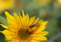 Close-up of a small wasp sitting on a yellow flower Royalty Free Stock Photo