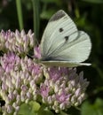 Close up of small white butterfly on pink sedum flower Royalty Free Stock Photo