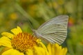 close up of small white butterfly sitting on yellow flower Royalty Free Stock Photo