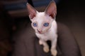 close-up of a small white cat breed Devon Rex sits on chairs and looks Royalty Free Stock Photo