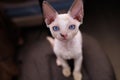 close-up of a small white cat breed Devon Rex sits on chairs and looks Royalty Free Stock Photo