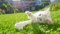 CLOSE UP: Small white cat playing in garden bites a stem of grass held by owner.