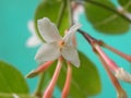 White color flower of Coco Plum tree