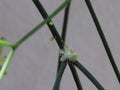 Close up small white flower of Cactus Mistletoe Clover, Rhipsalis, Epiphytic plant, is a popular plant grown ornamental garden