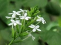 Close up Small white flower of Ceylon leadwort, White leadwort or Plumbago zeylanica. Royalty Free Stock Photo