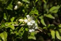 Orange Jessamine flowers