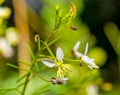 Small white flower of Slenderleaf Clammyweed