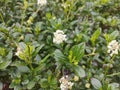 Ceanothus thyrsiflorus 'Snow Flurry'