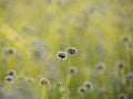 Close up of Small white flowers blossom, Blooming in the meadow. Ladybug on white flower of Eriocaulon cinereum, Pipewort, Royalty Free Stock Photo