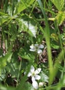 Flower, White, Green, Small, Blurred background