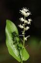 Blooming Canada Mayflower (Maianthemum canadense)