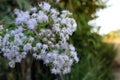 Close up Small white flowers with green leaves