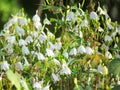 Close up small white flowers, Rhinacanthus nasutus flowers, Medicinal plants in the garden