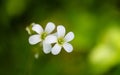 Close up Small white flowers on soft green background after rain