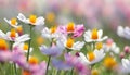 Close up small white and lilac daisies in foreground with blurred flower field background. Royalty Free Stock Photo