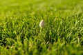 Close-up of small white mushroom on bright green lawn grass. Royalty Free Stock Photo